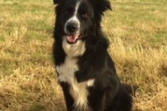 bodhi