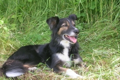 dog-pics-may-july-05-042