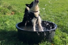 tippy-tub-1