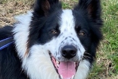 tippy