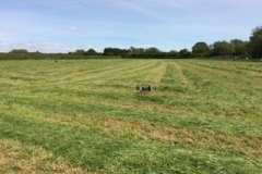 field-cut-2