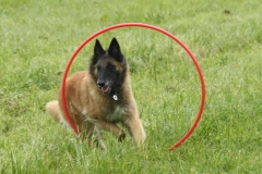 eli-dog