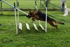long-gsd