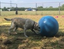 treiball-6-1